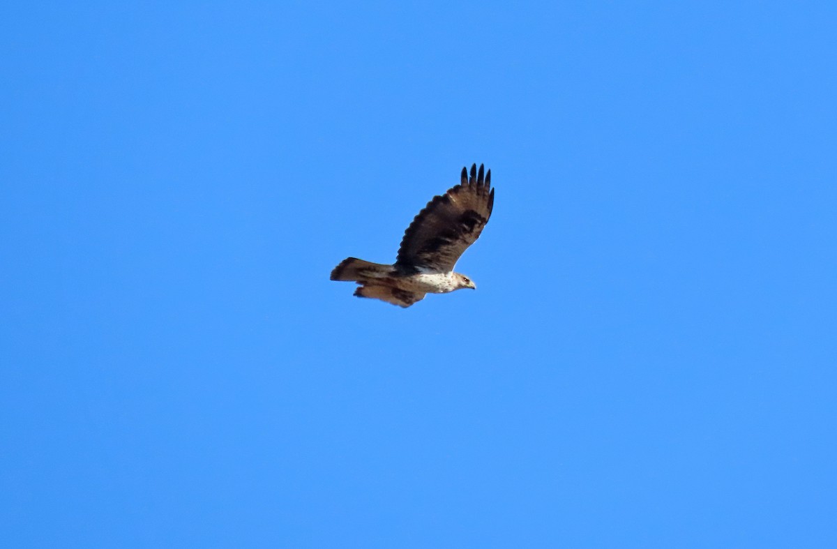 Águila Perdicera - ML620606224