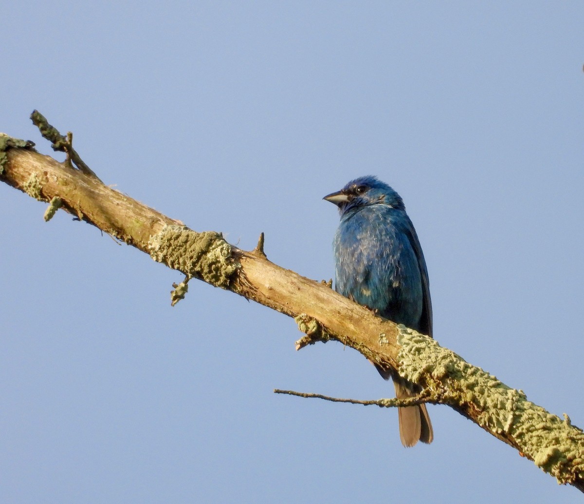 Indigo Bunting - ML620606229