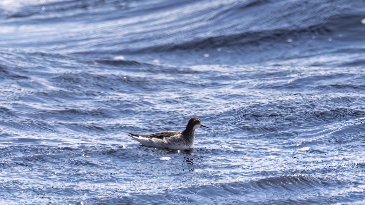 Red-necked Phalarope - ML620606230