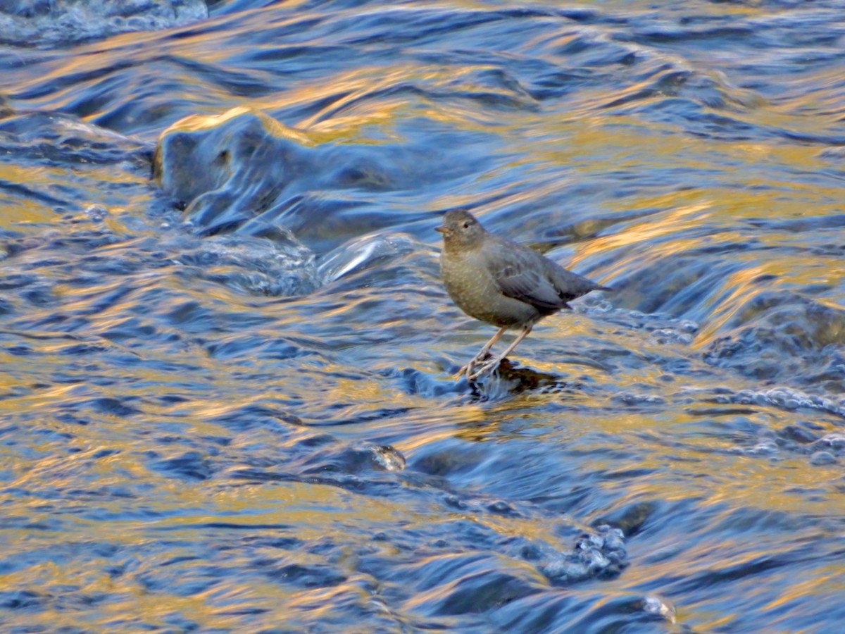 American Dipper - ML620606236