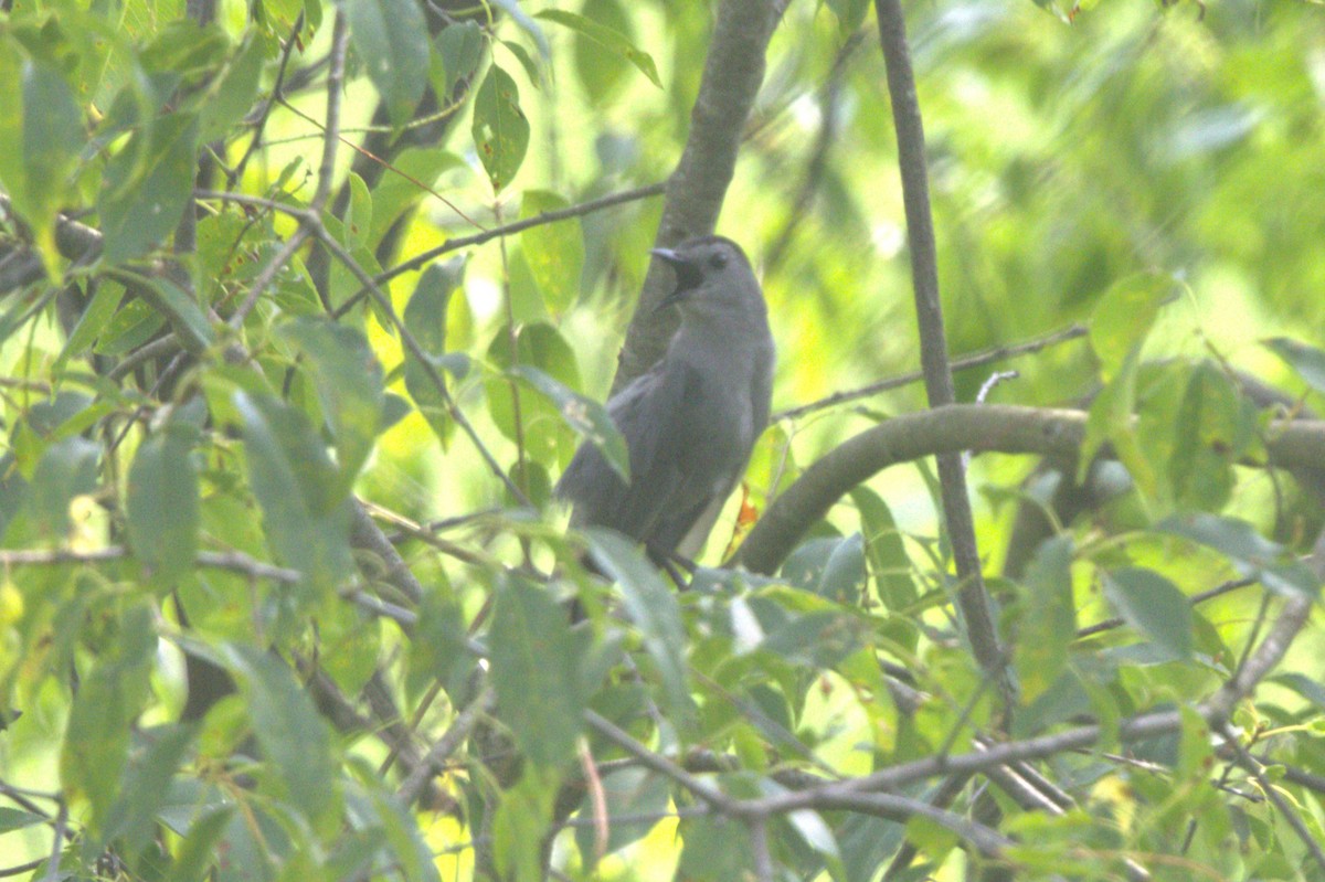 Gray Catbird - ML620606237