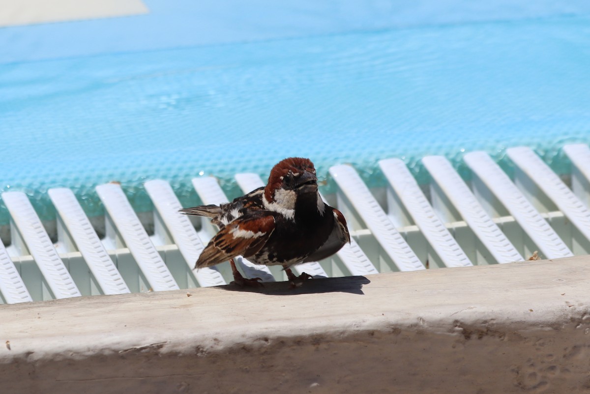 Spanish Sparrow - ML620606239