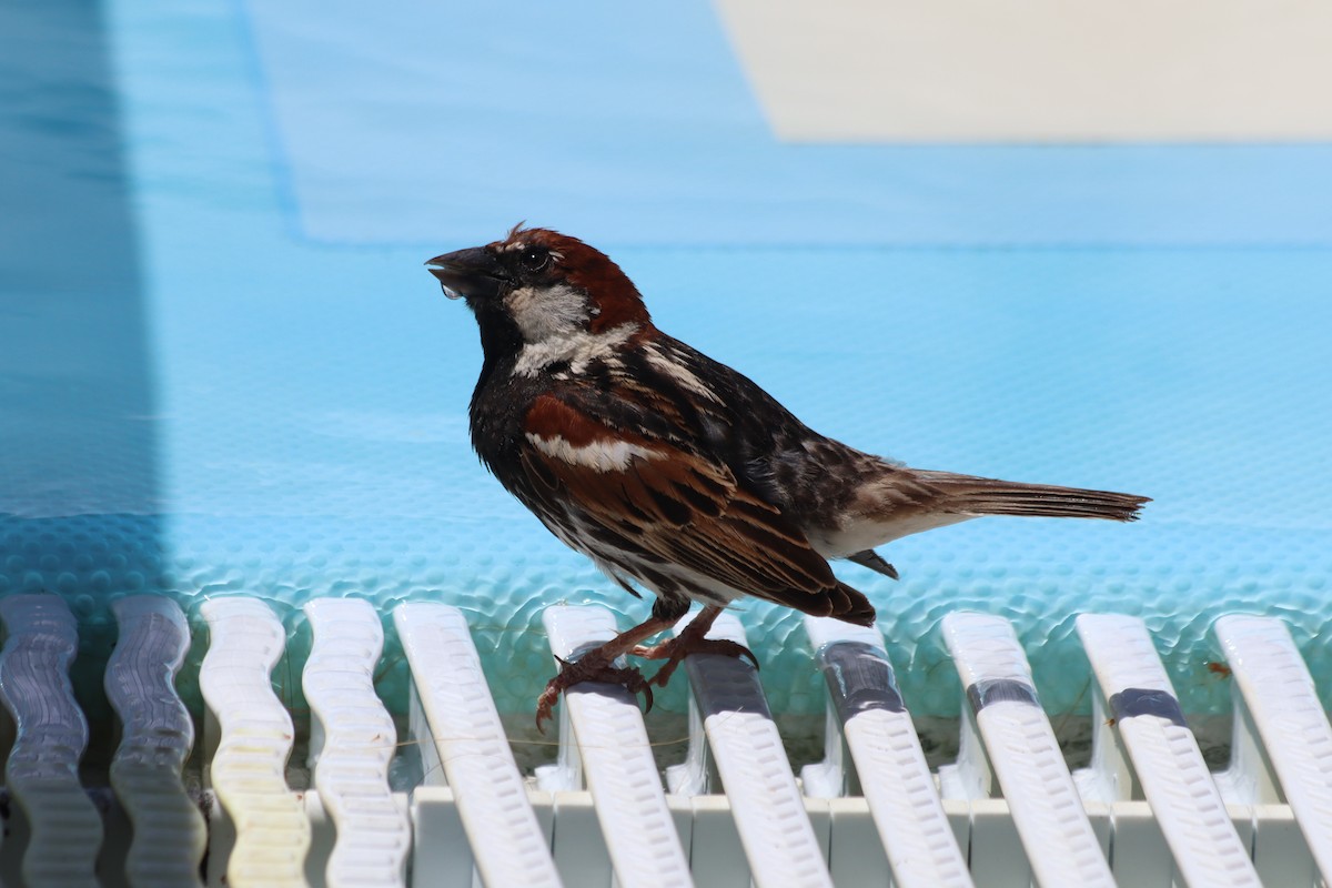 Spanish Sparrow - ML620606240