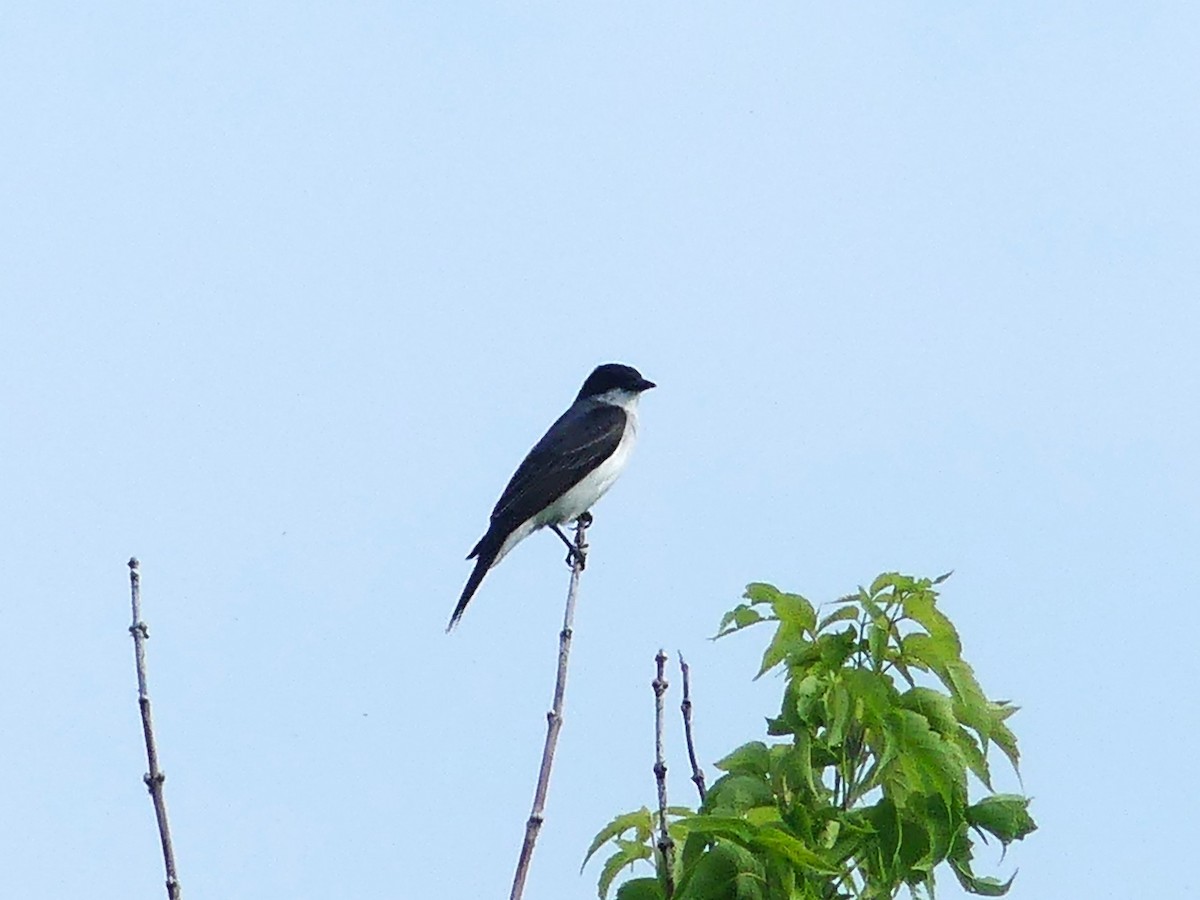 Eastern Kingbird - André Labelle