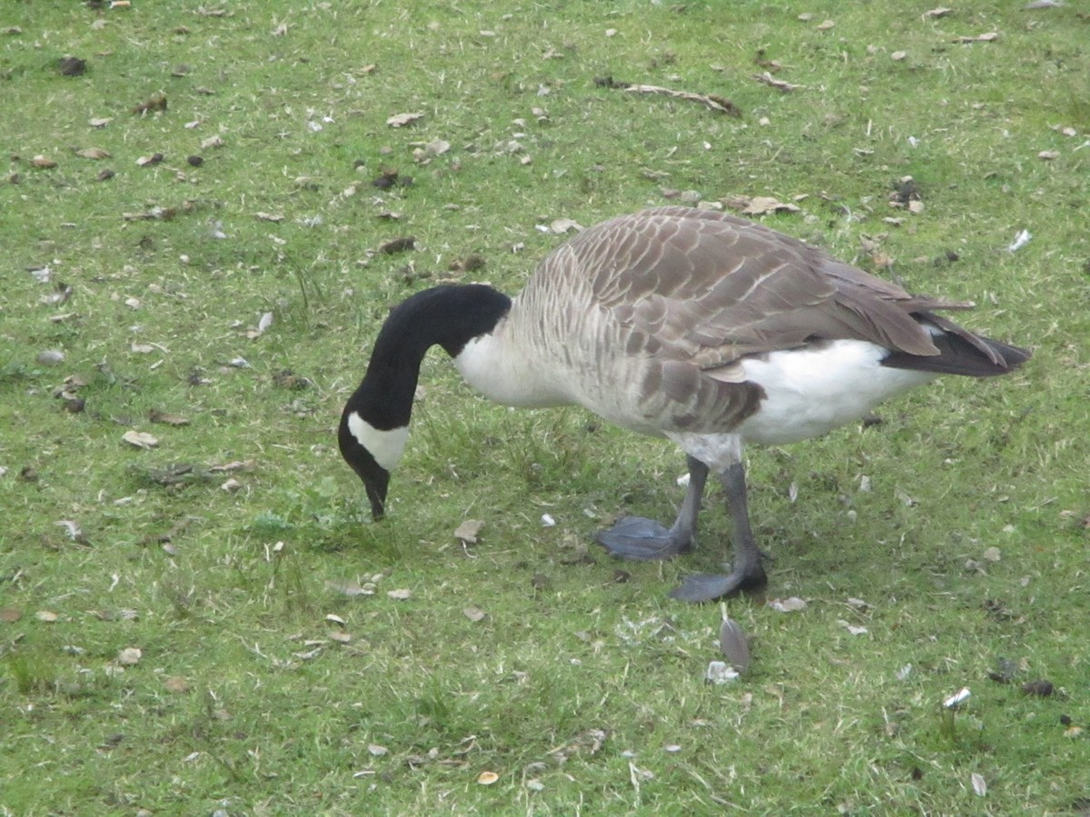 Canada Goose - ML620606242