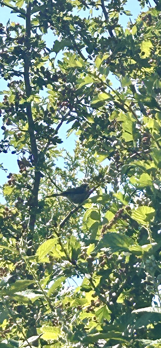 Yellow-breasted Chat - ML620606244