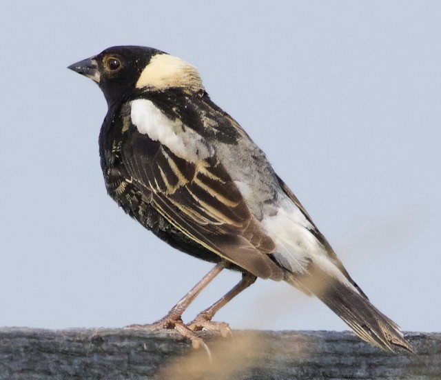 Bobolink - ML620606245