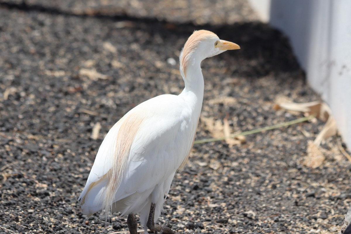 Western Cattle Egret - ML620606248