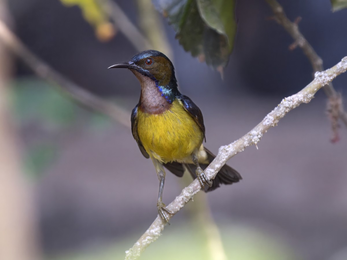 Brown-throated Sunbird - ML620606251