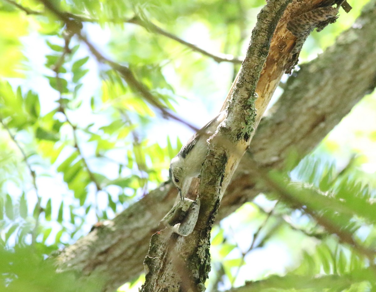 White-breasted Nuthatch - ML620606254