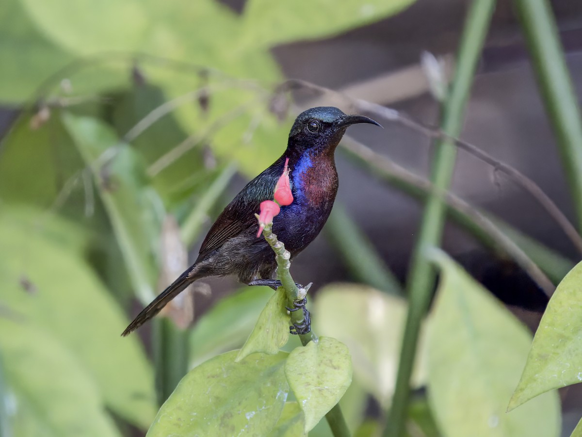 Copper-throated Sunbird - Manolo Arribas