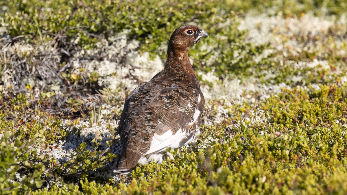 Willow Ptarmigan - Kjell Larsen