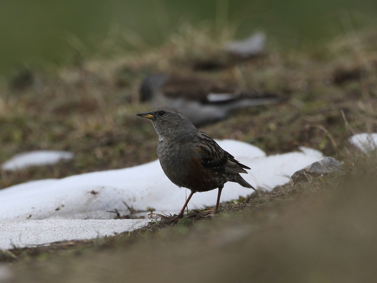 Alpine Accentor - ML620606260