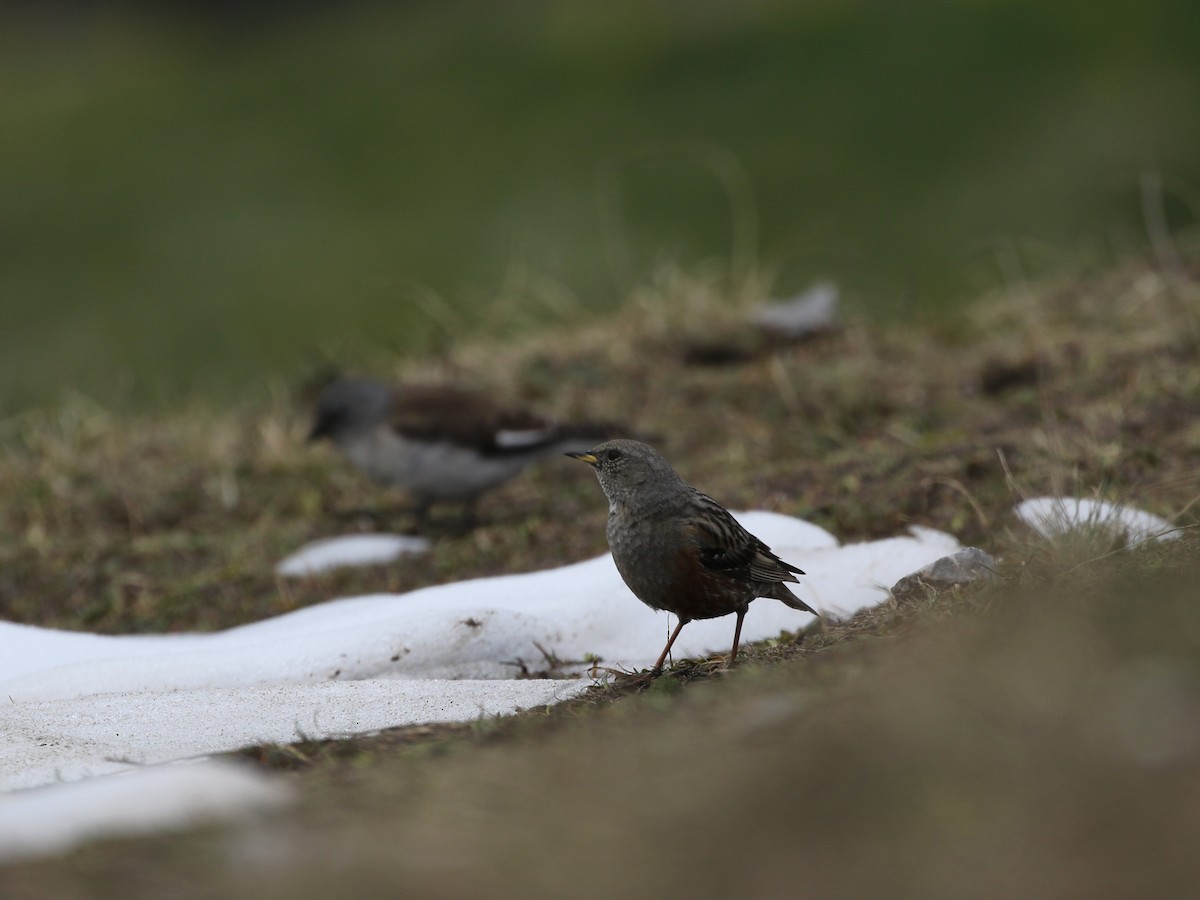 Alpine Accentor - ML620606262