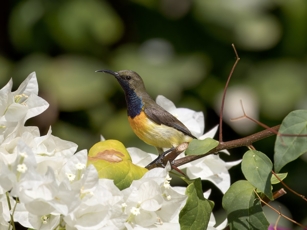 Palawan Sunbird - ML620606269