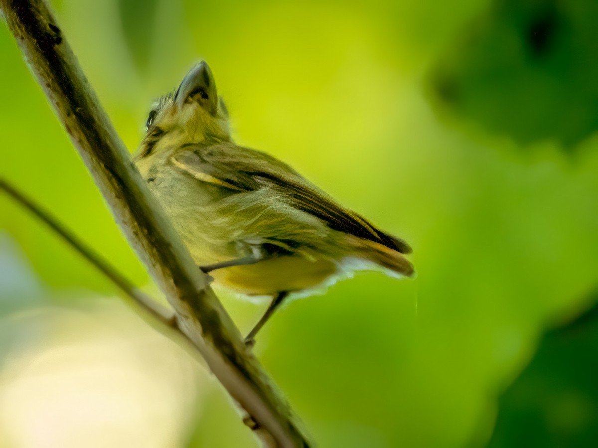 Golden-crowned Spadebill - ML620606270