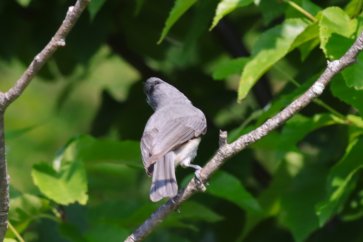 Tufted Titmouse - Margaret Viens