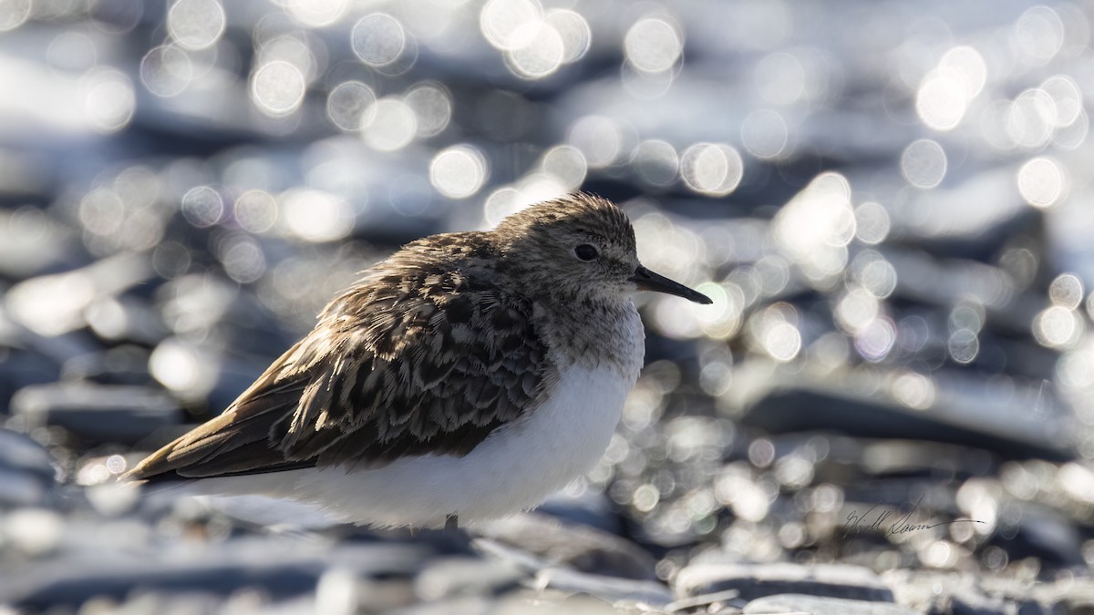 Temminck's Stint - ML620606273