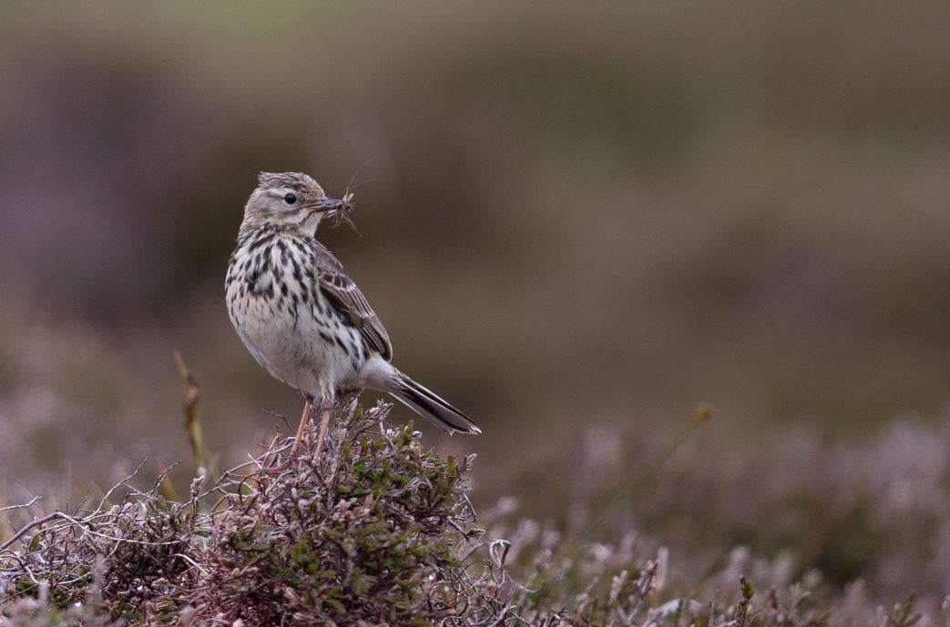 Meadow Pipit - ML620606274