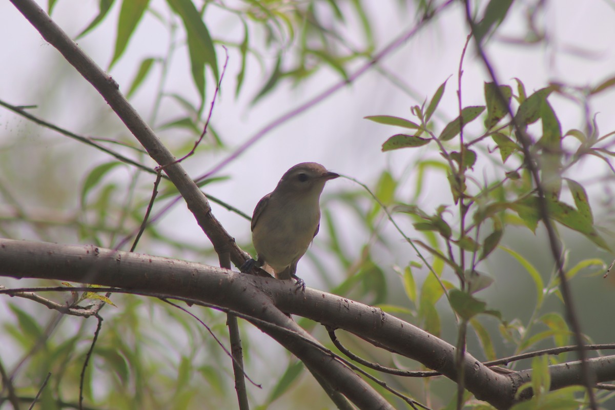 Warbling Vireo - ML620606277