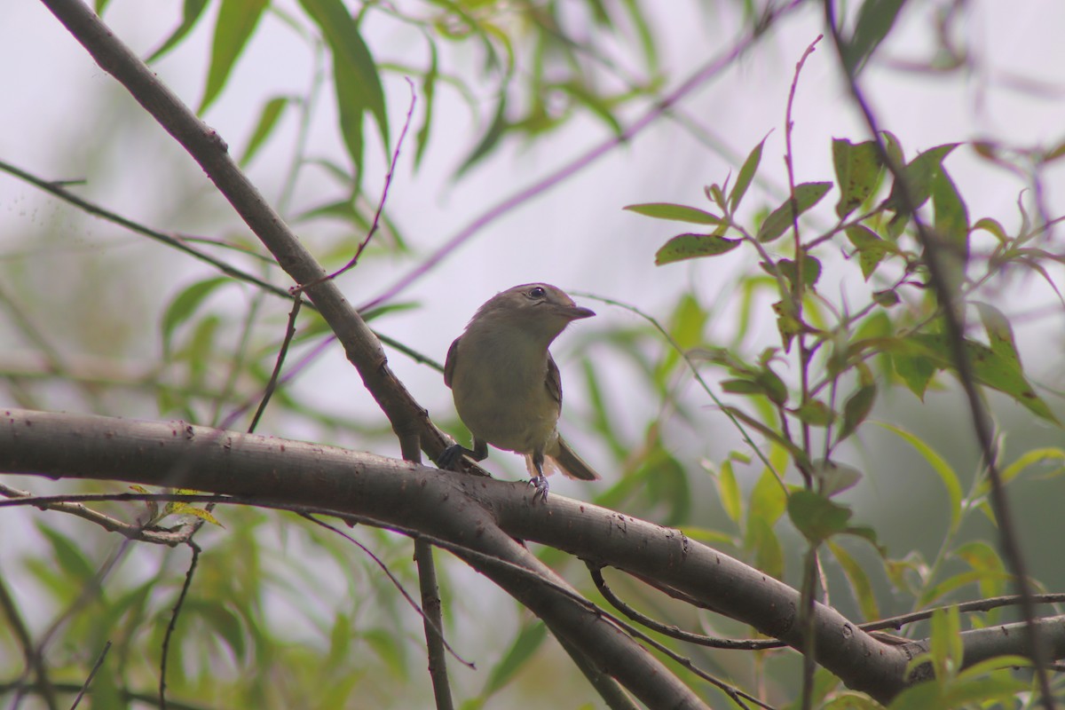 Warbling Vireo - ML620606278