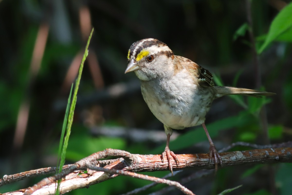 White-throated Sparrow - ML620606285
