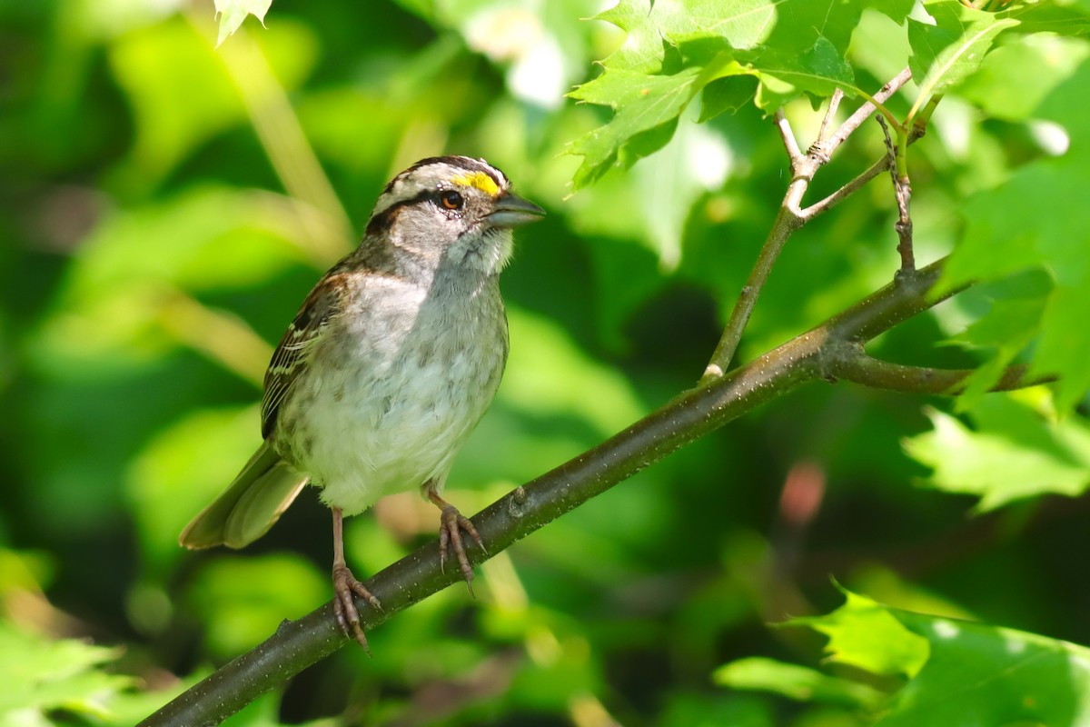 White-throated Sparrow - ML620606286