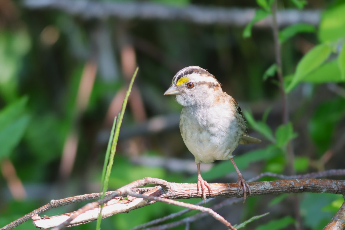 White-throated Sparrow - ML620606287