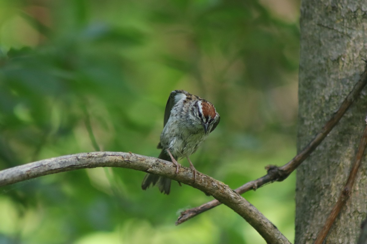 Chipping Sparrow - ML620606288