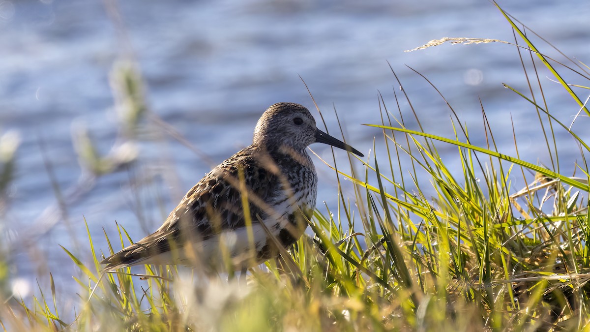 Bécasseau variable - ML620606289