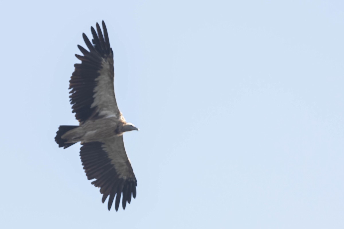 Himalayan Griffon - ML620606290