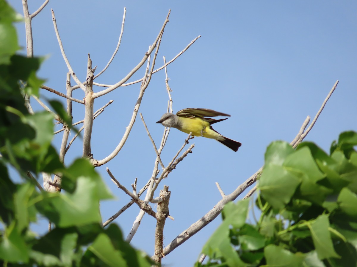 Western Kingbird - ML620606291