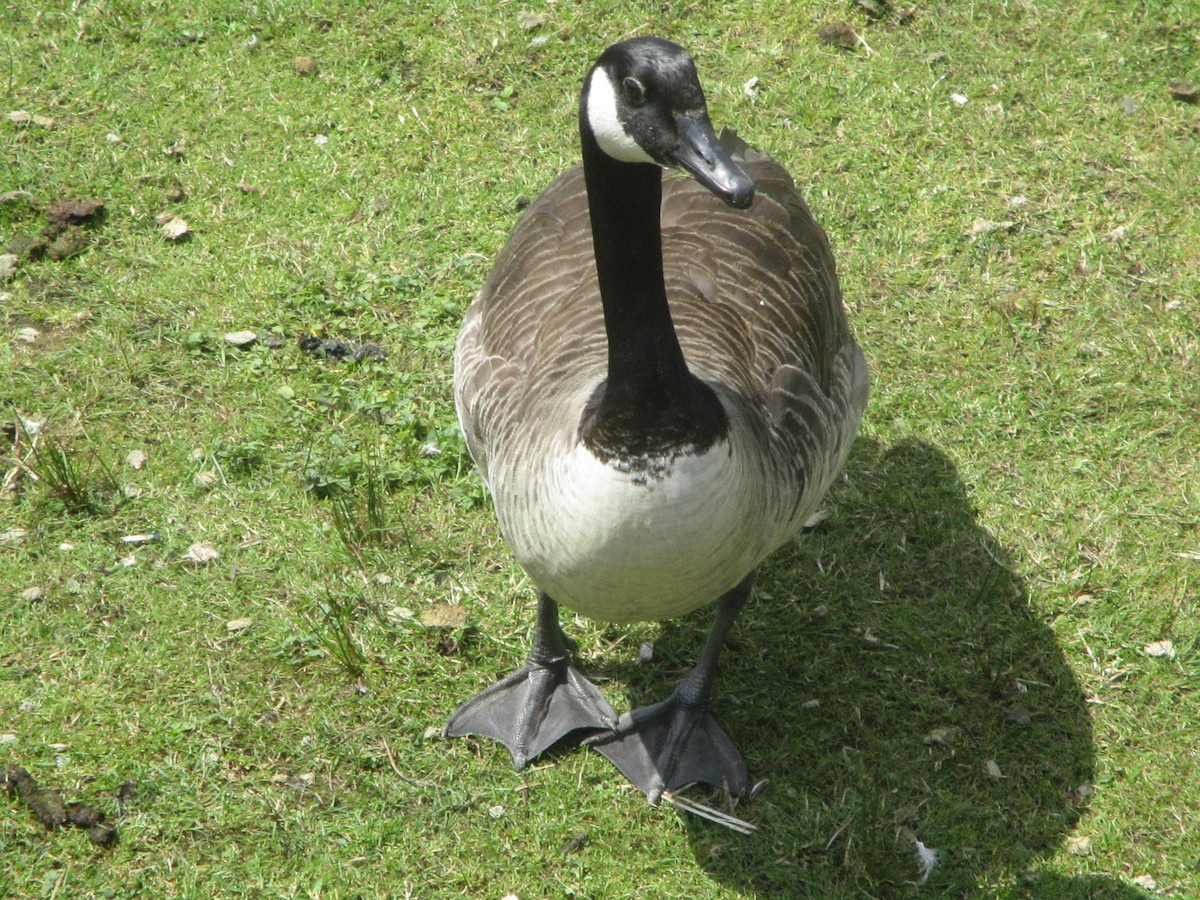 Canada Goose - Anonymous