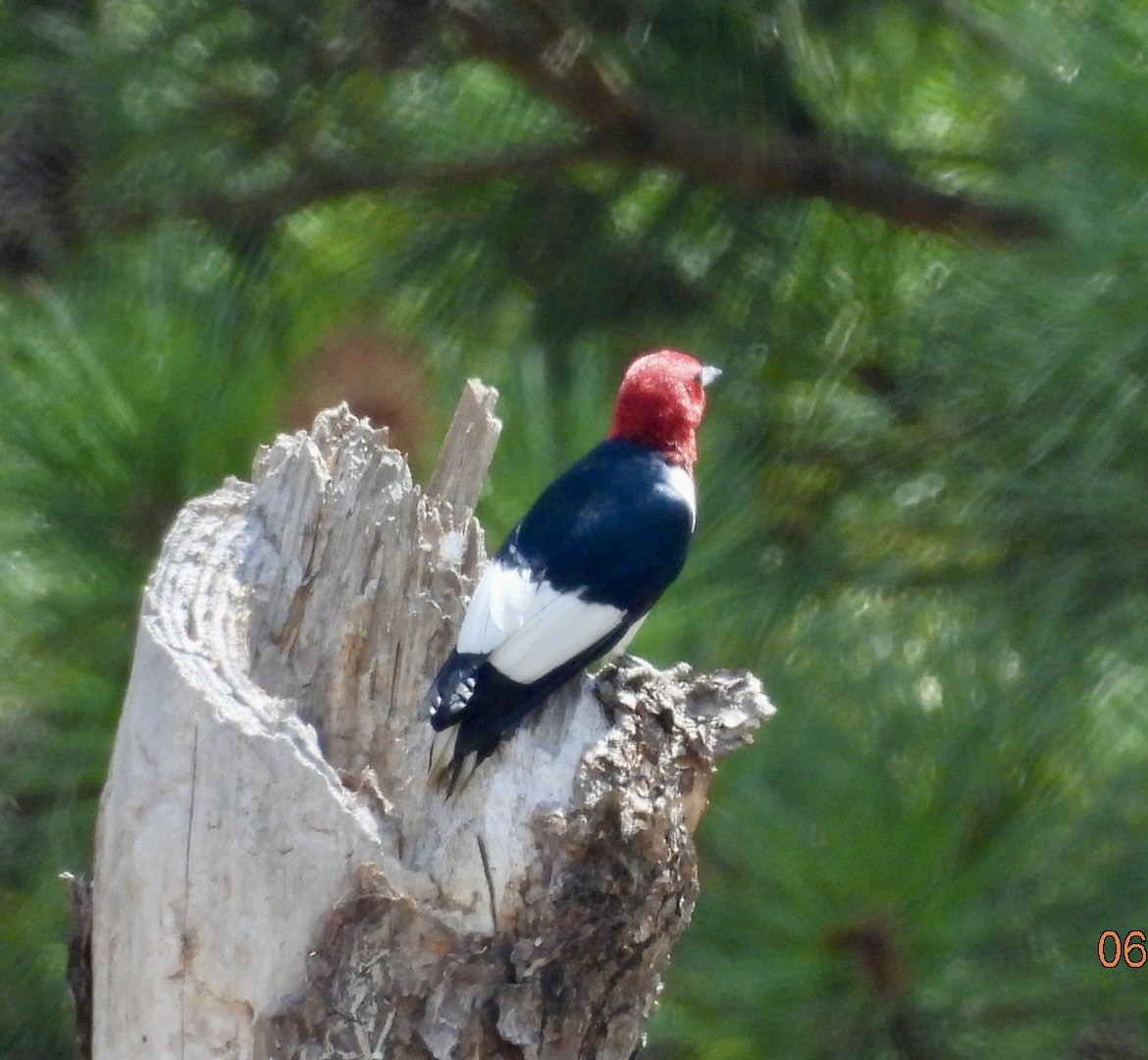 Red-headed Woodpecker - ML620606297