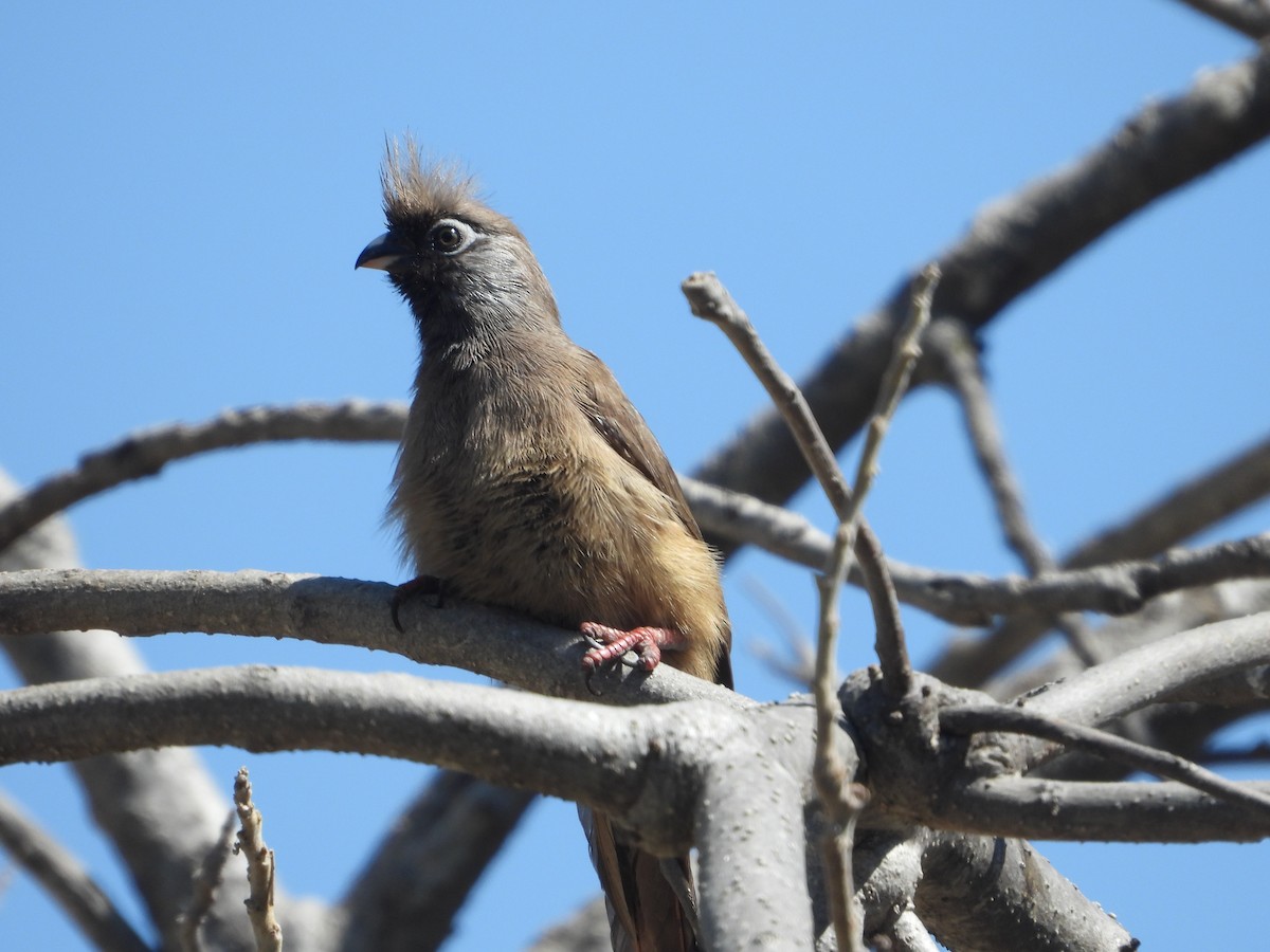 Speckled Mousebird - Rodney Macready