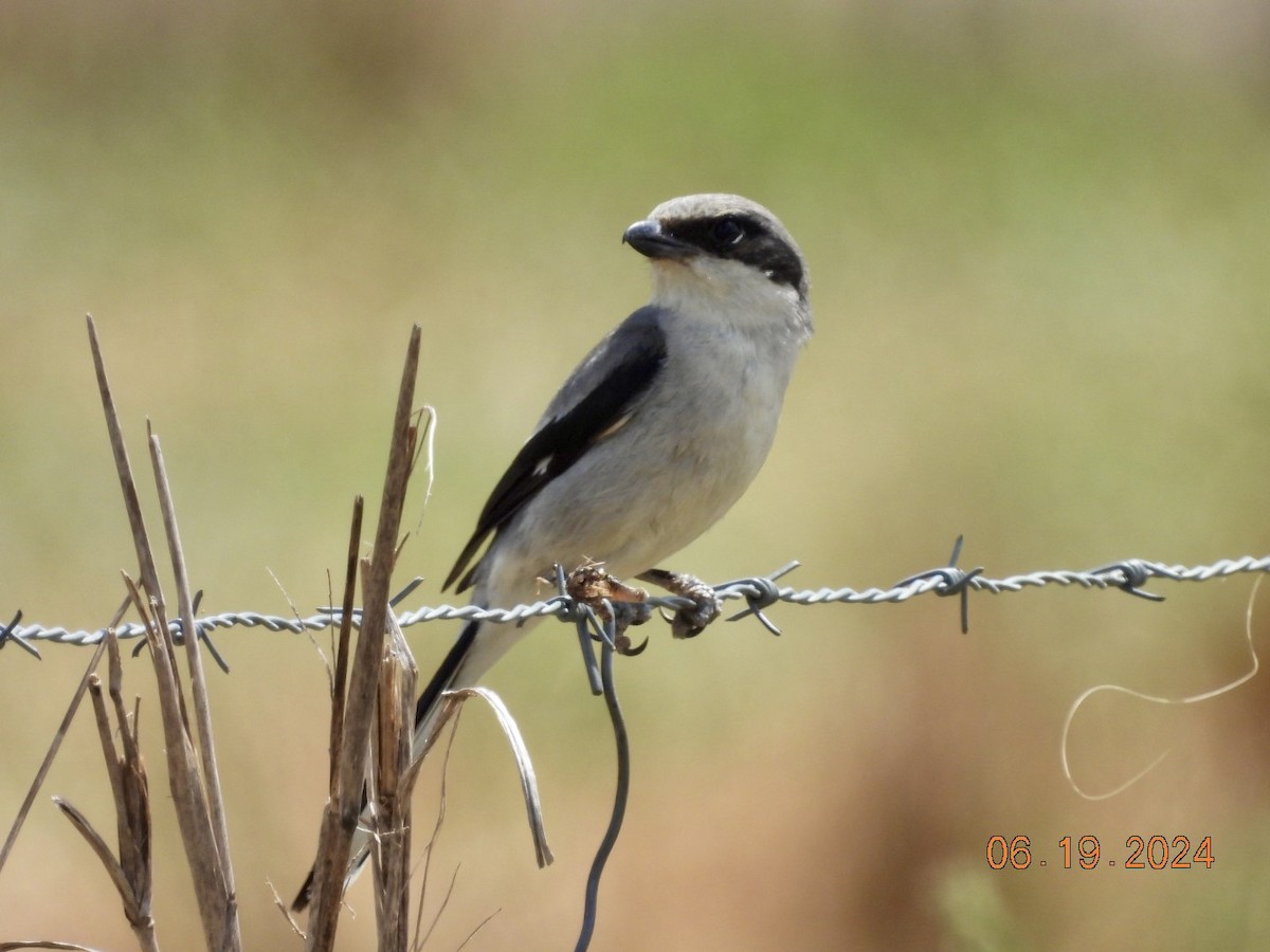 Pie-grièche migratrice - ML620606302