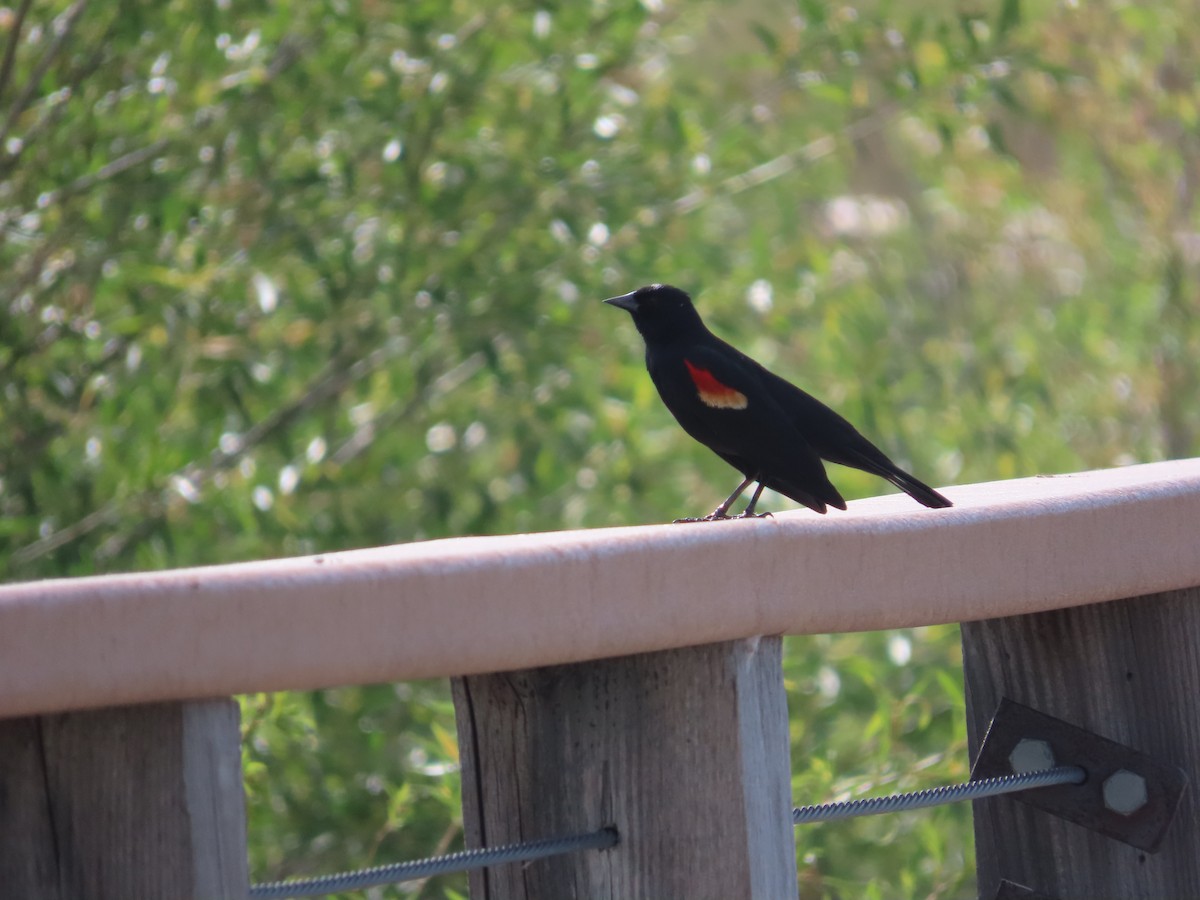 Red-winged Blackbird (Red-winged) - ML620606308