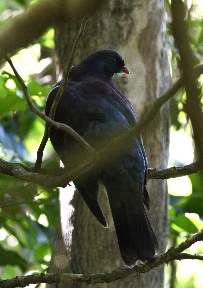 New Zealand Pigeon - ML620606309