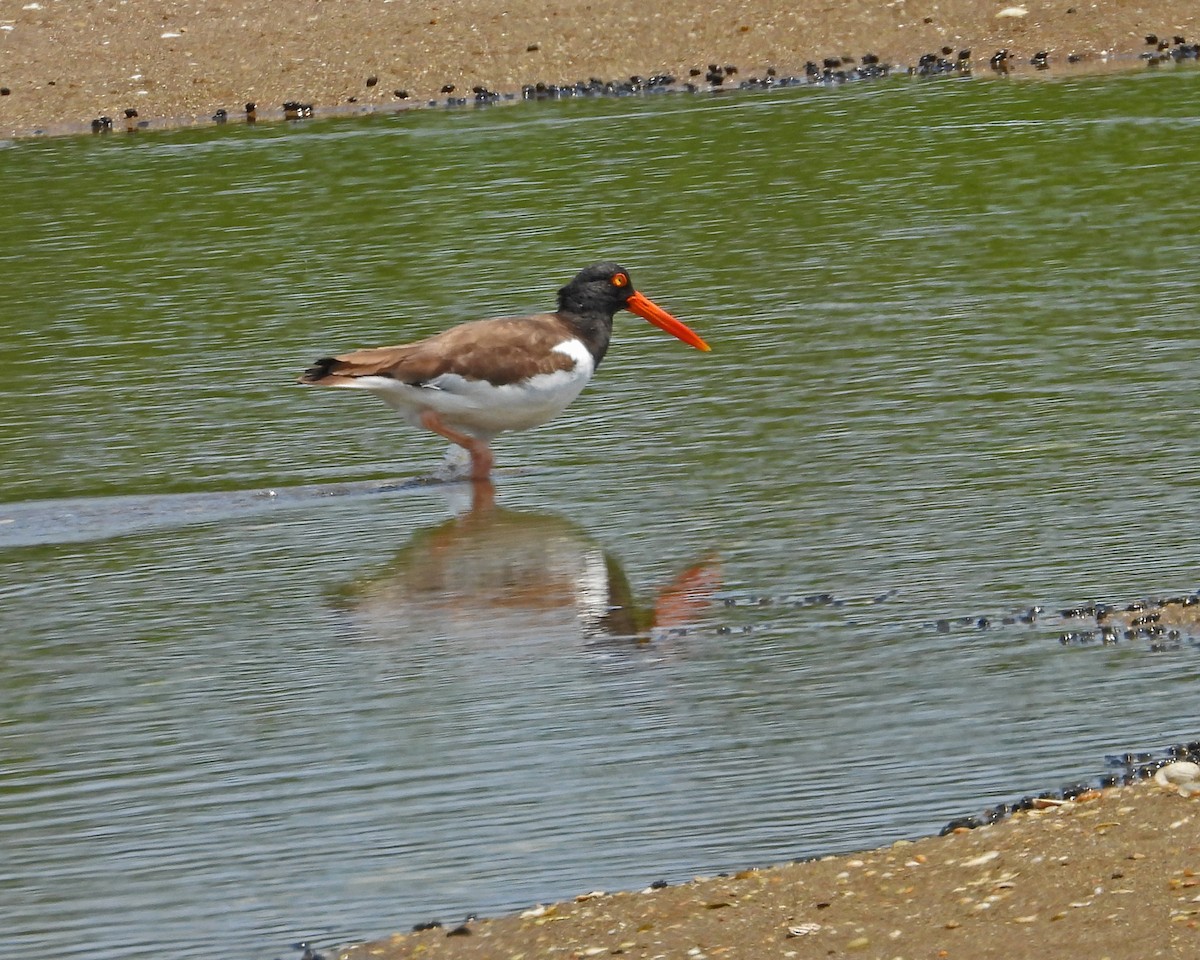 American Oystercatcher - ML620606310