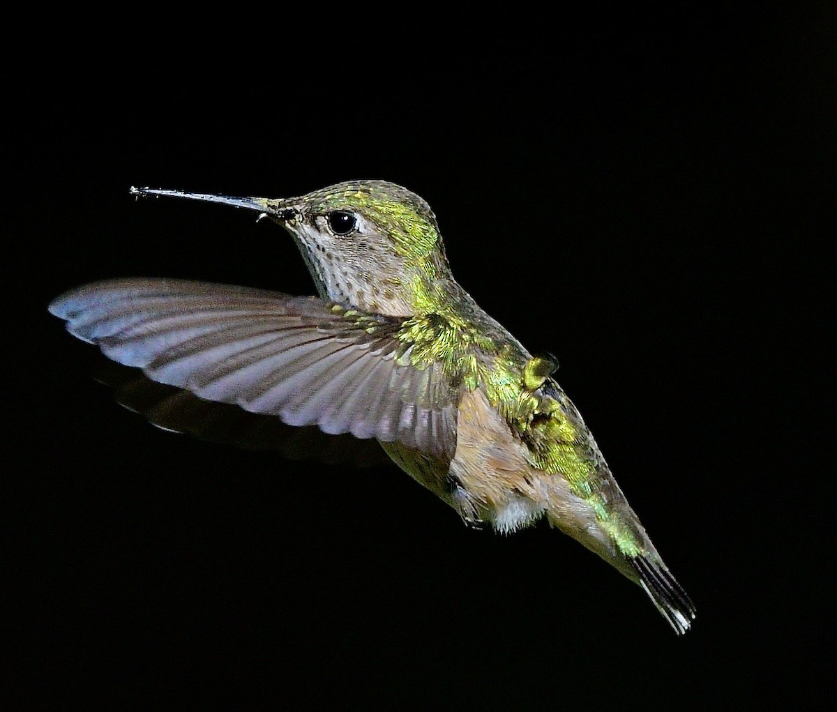 Calliope Hummingbird - Norman Eshoo