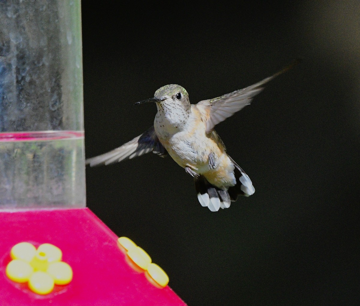 Calliope Hummingbird - ML620606313