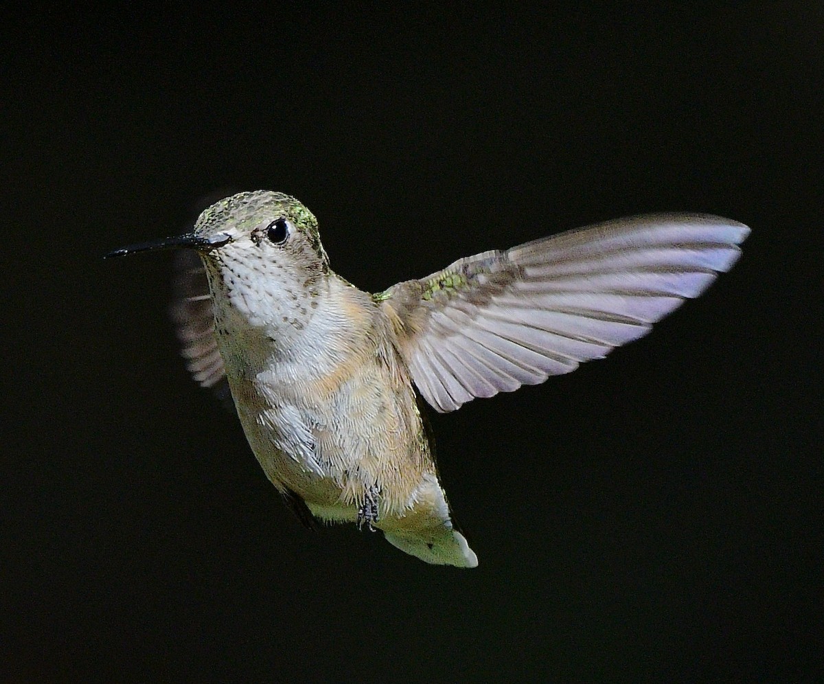 Calliope Hummingbird - ML620606314