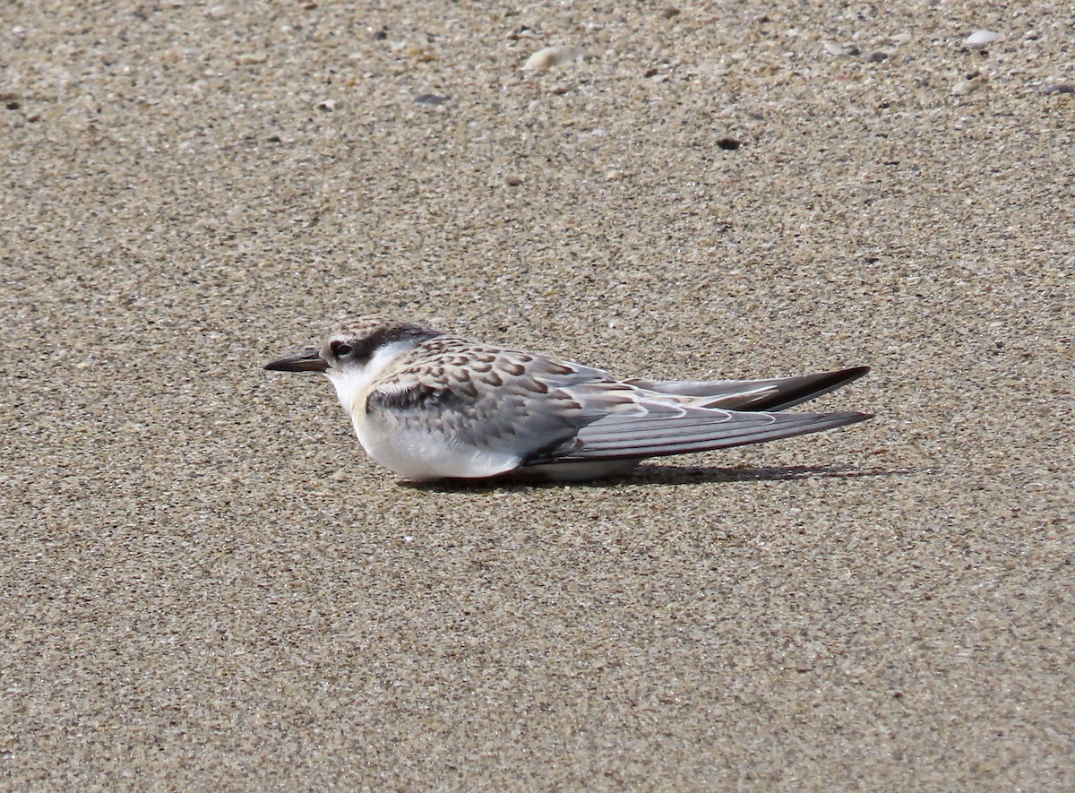 Least Tern - ML620606316