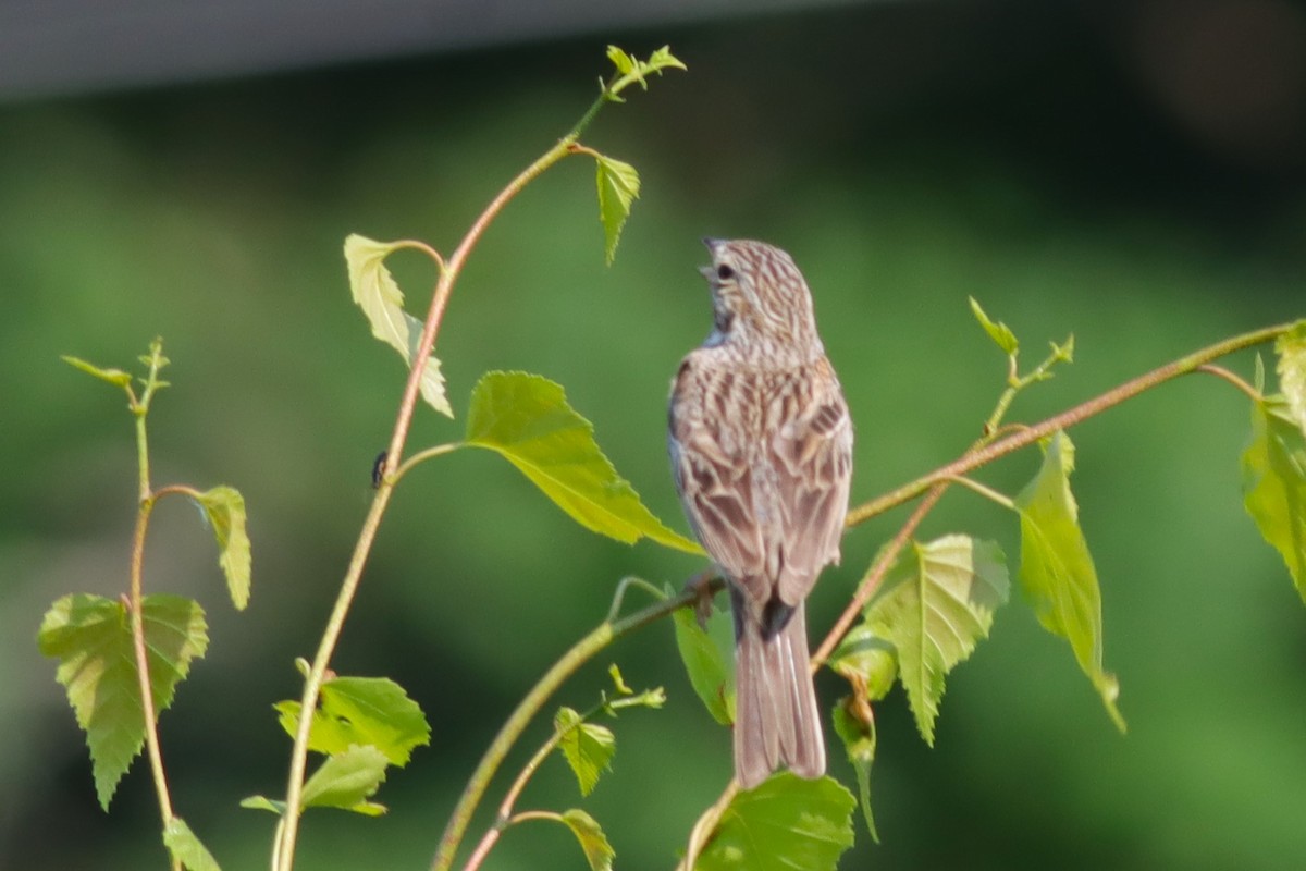 Vesper Sparrow - ML620606318