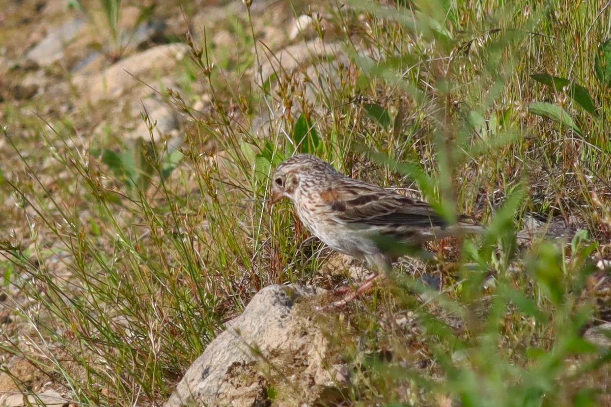 Vesper Sparrow - ML620606319