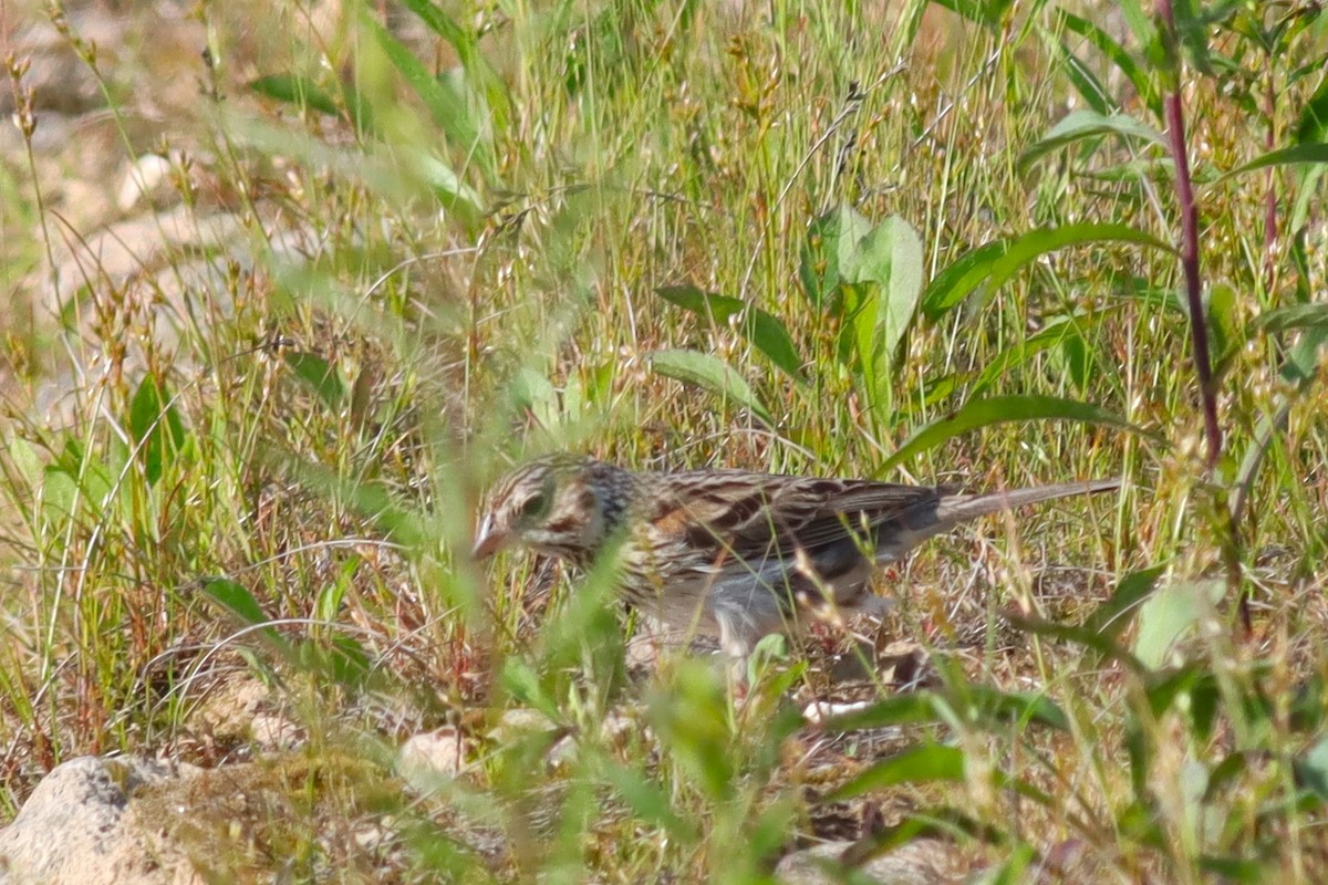 Vesper Sparrow - ML620606320