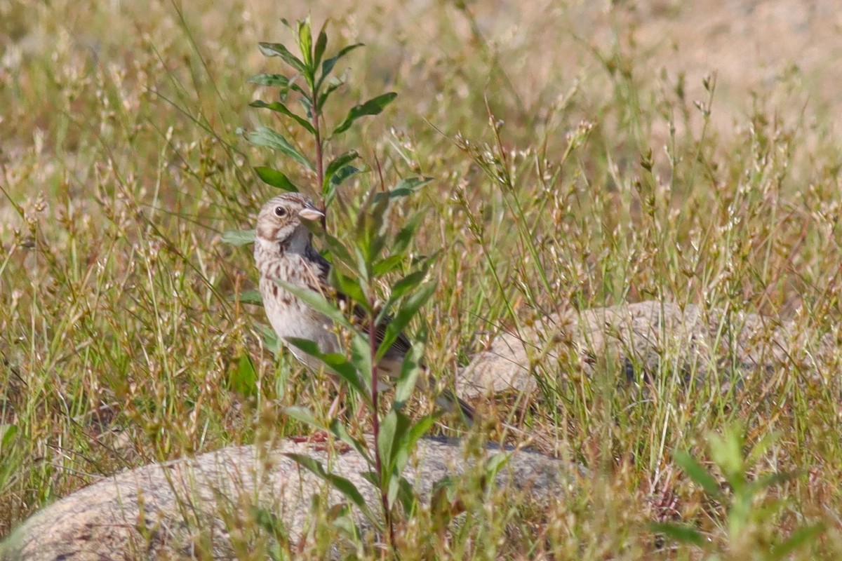 Vesper Sparrow - ML620606321