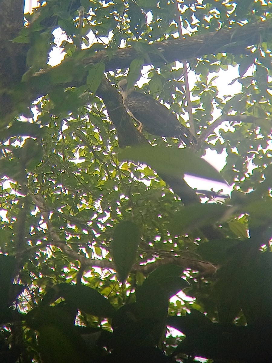 Crested Eagle - ML620606324