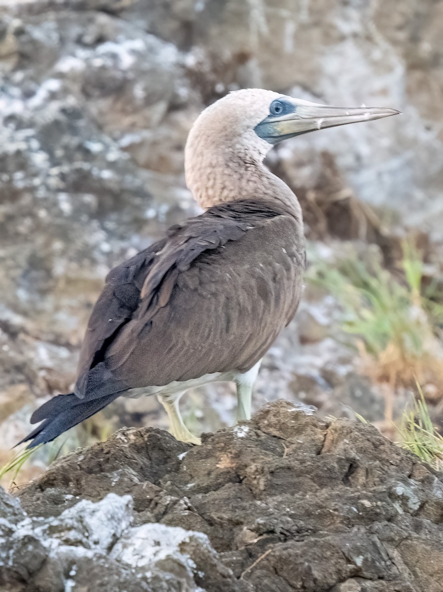 Brown Booby - ML620606327