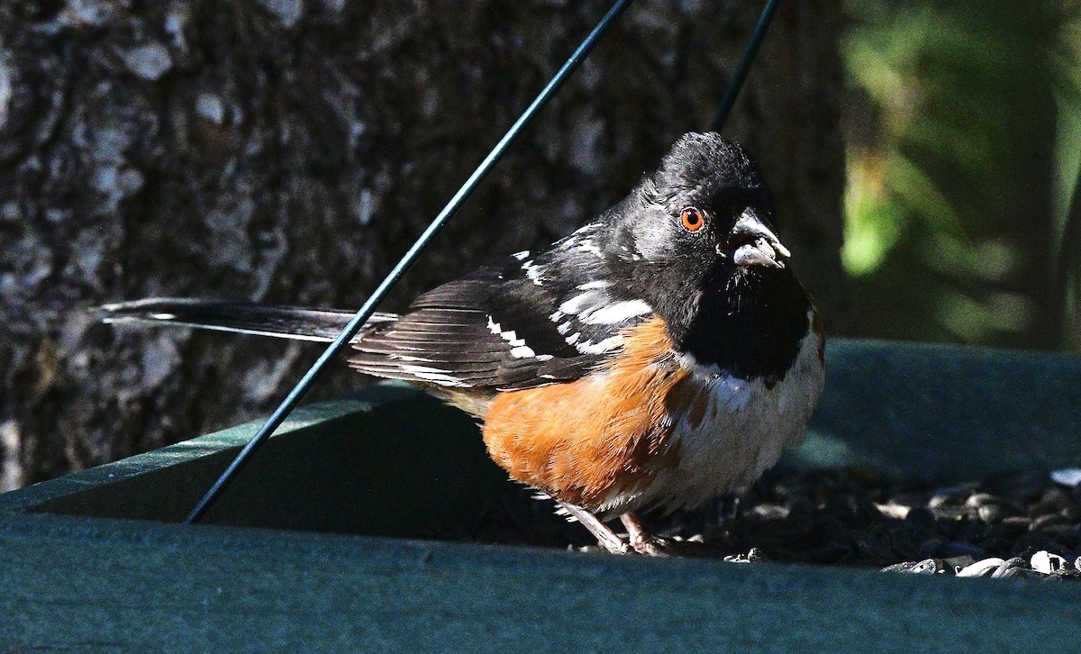 Spotted Towhee - ML620606332